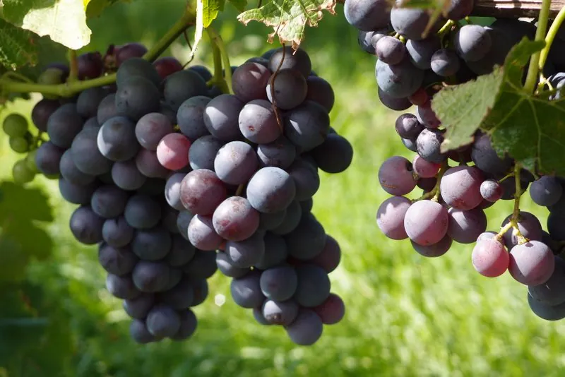 Weinhocketse der Ludwigsburger Weinmacher