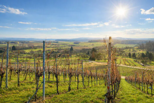 Weinerlebnisführung 2026 Lemberg